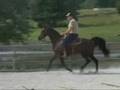 Marengo  Tennessee Walking Horse