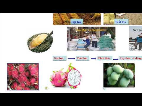 Địa lí_Tuần 22_Bài Hoạt động sản xuất của người dân ở Đồng bằng Nam Bộ.