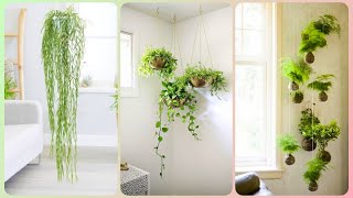 Best Indoor Hanging Plants to Transform Your Home into Perfect Greenery