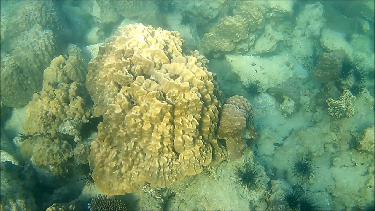 camera iphone 8 plus apk Fantastic Snorkeling at Koh Koun Island, near Koh Rong Sanloem, Cambodia