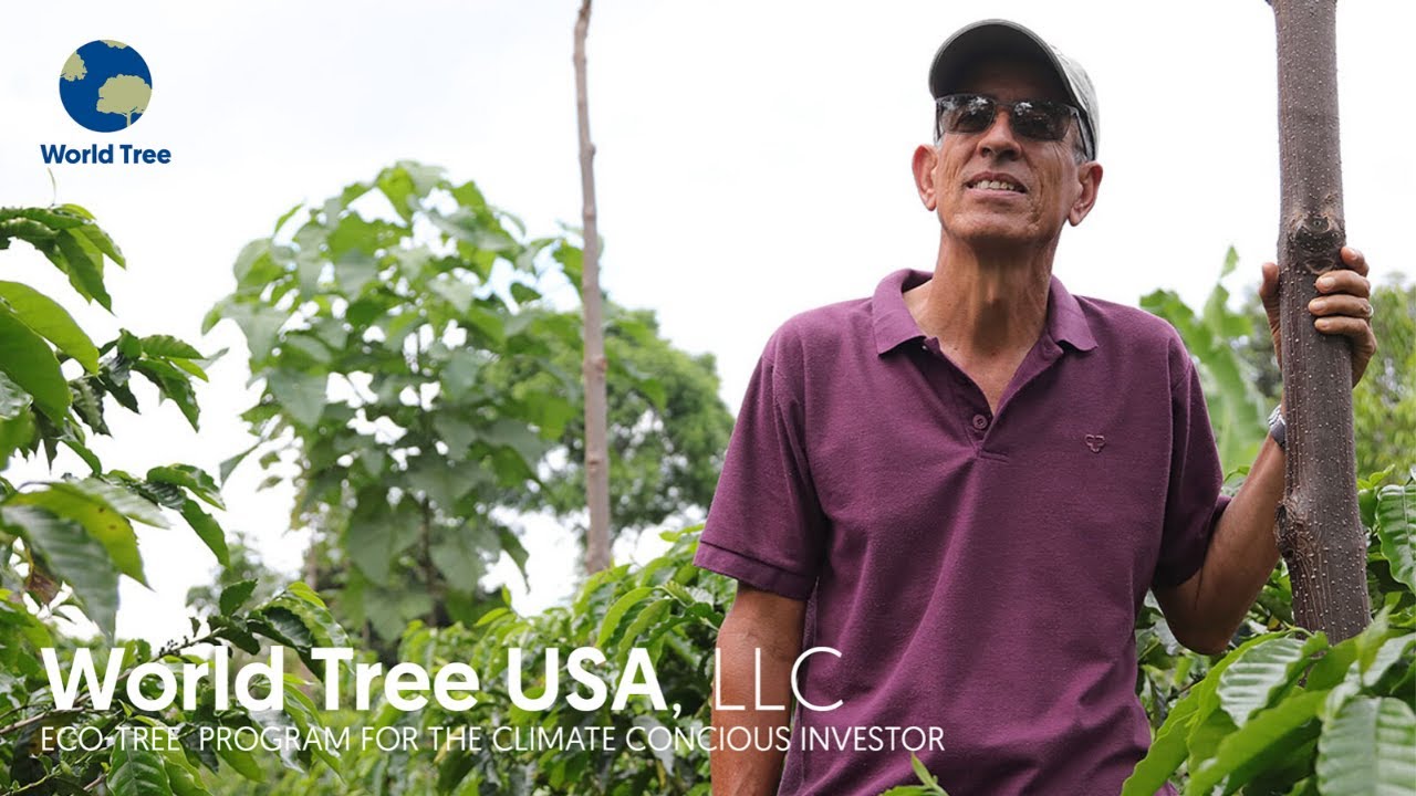 Why You Should Fall In Love With Paulownia (Empress) & Help Change The World With World Tree