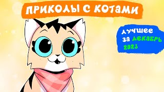 Приколы с котами. ЛУЧШЕЕ ЗА ДЕКАБРЬ 2023 | Мемозг