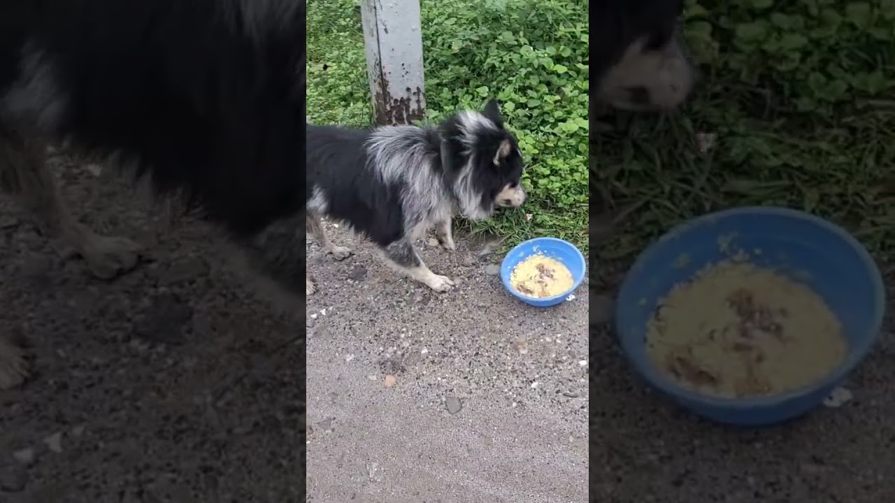 Simba Group Mai Aaj New Dogi Aaya Hai 