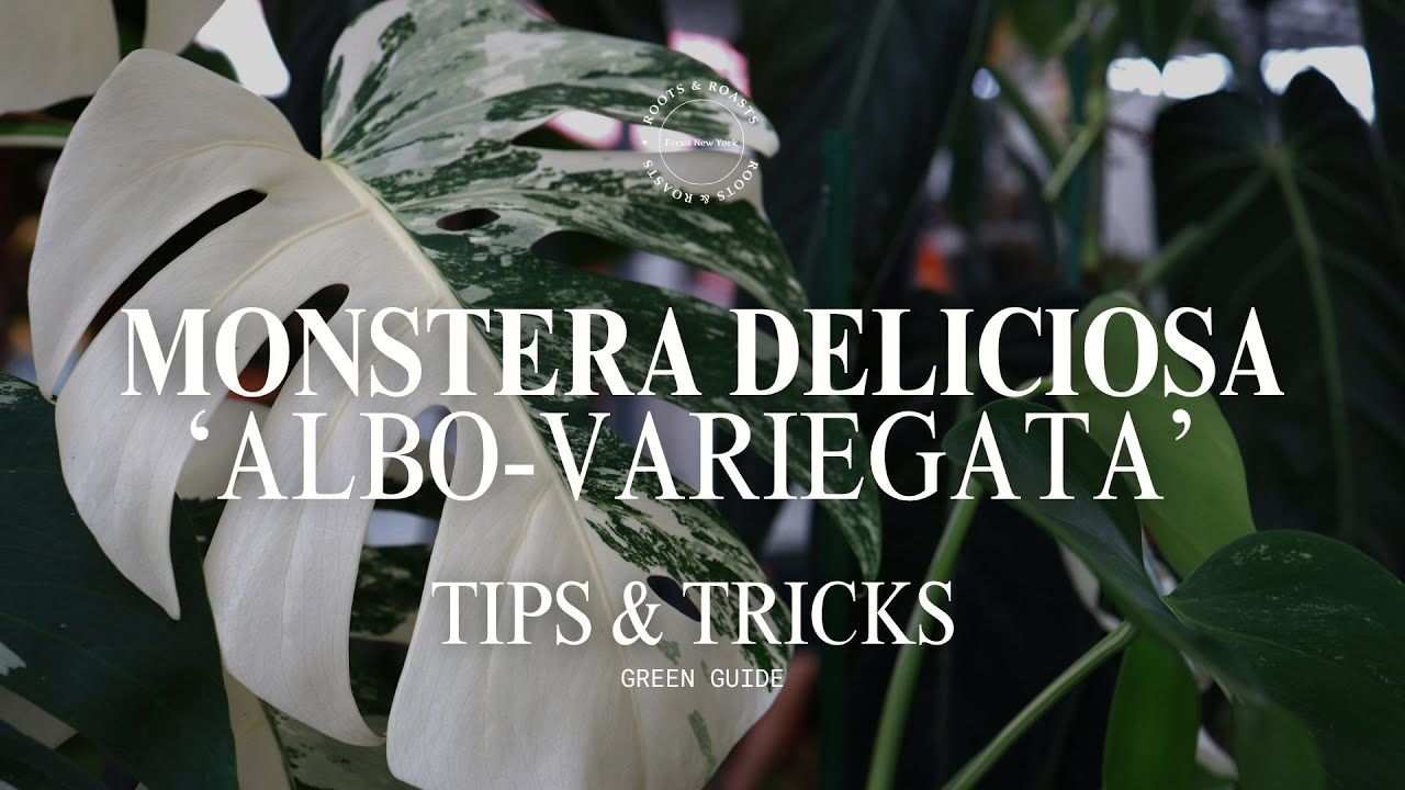 monstera kaufen Monstera 'Variegata' (Rarität) kaufen main image 1