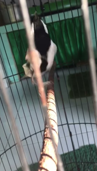 Burung glatik batu gacor isian cililin mantap