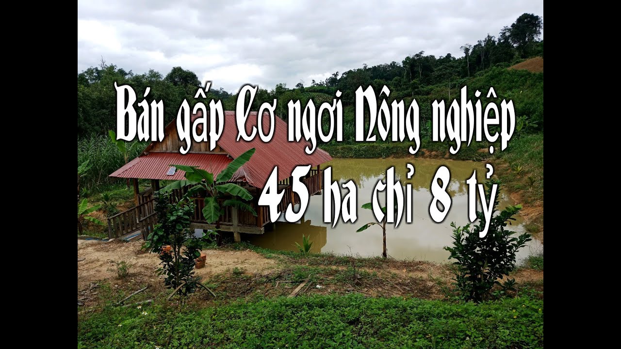 88,Bán gấp Cơ ngơi Nông nghiệp 45ha, giá 8 tỷ... - youtube