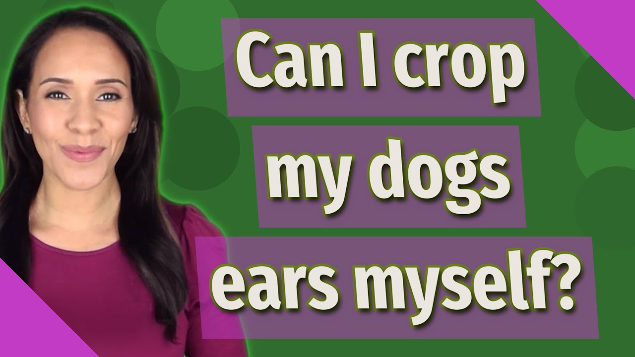 Can I crop my dogs ears myself? YouTube