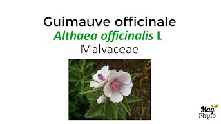 La Guimauve Officinale Althaeae Officinalis L.