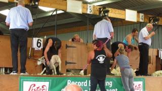 Black Isle Show 2017, Sheep Shearing, Senior Final