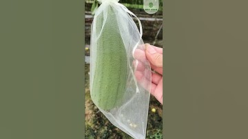 Lưới Bọc Trái Cây #shorts