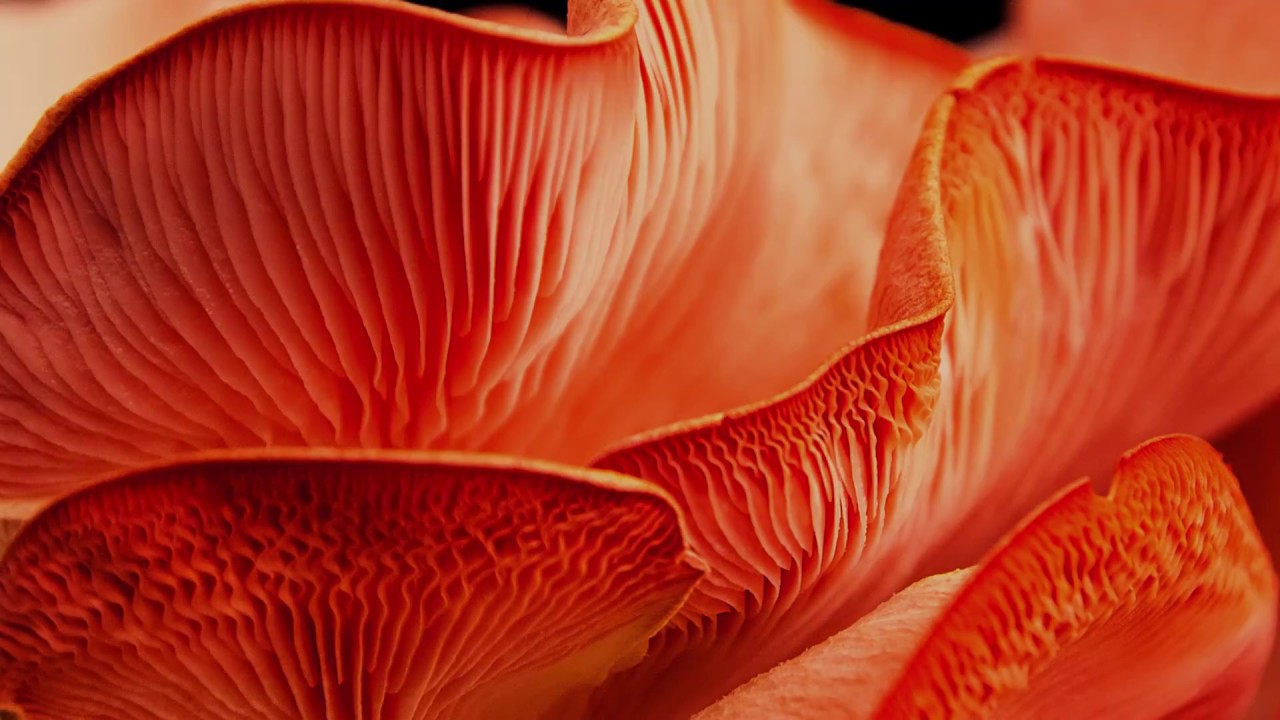 Crystal Sky Butterfly - The Economy