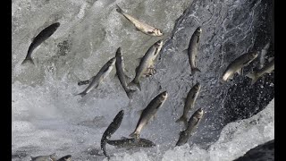 Vanda 20 Ton Inci Kefali Ele Geçirildi 15 Şahsa 167 Bin Lira Idari Para Cezası Uygulandı