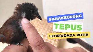 Lolohan burung Tepus leher putih jarang yang punya