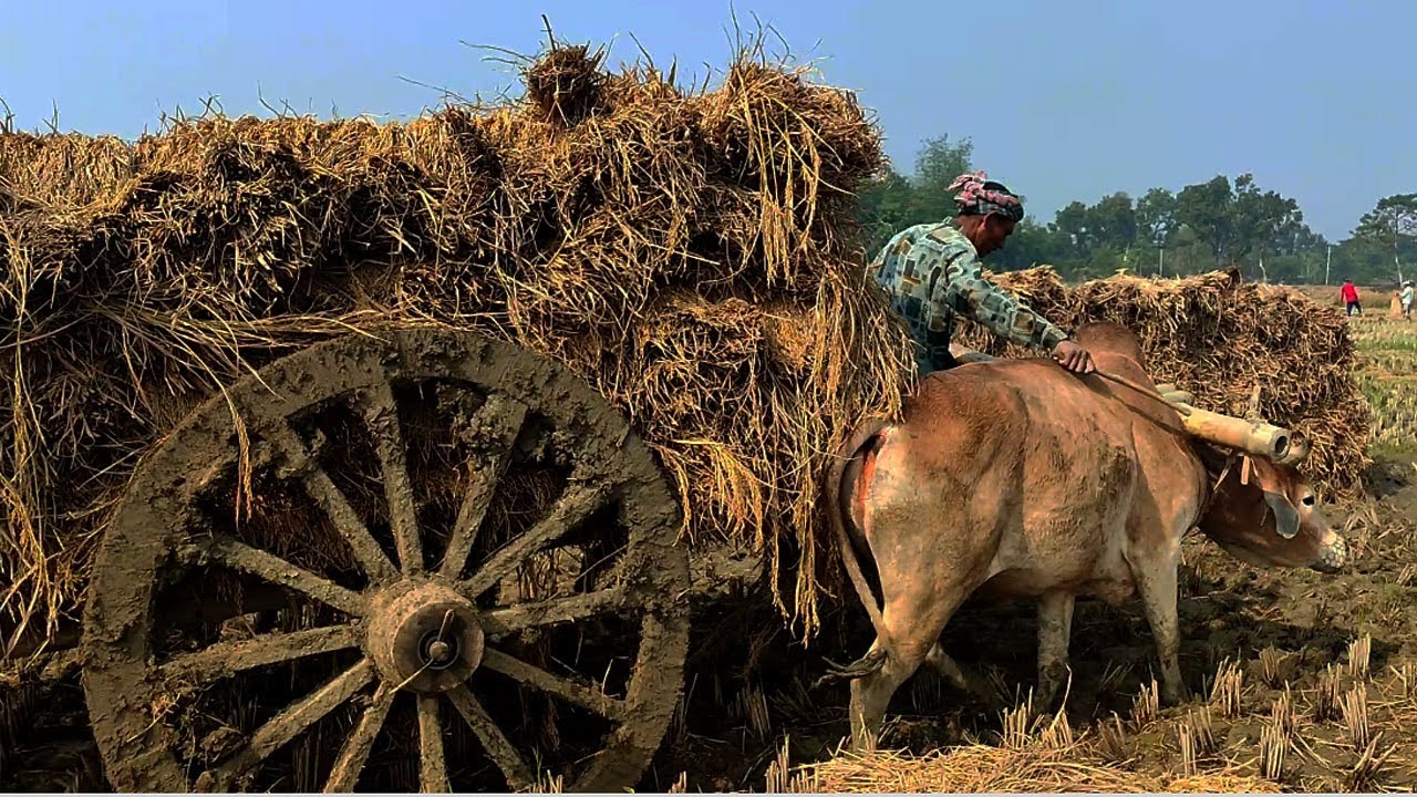 The bullock cart got stuck in the deep mud // Bullock cart heavy load // Bullock Cart