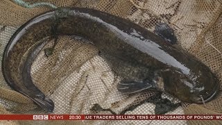 Duck-Eating Catfish