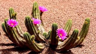 Download Lagu Beautiful flowers desert (HD1080p) MP3