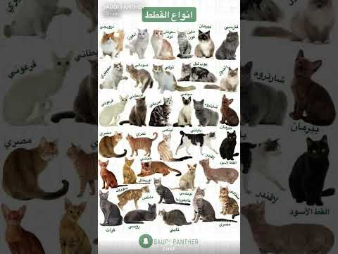 كل أنواع القطط