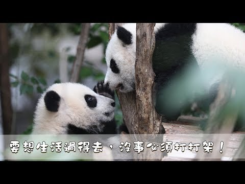 《熊貓主題趴》要想生活過得去，沒事必須打打架！| iPanda