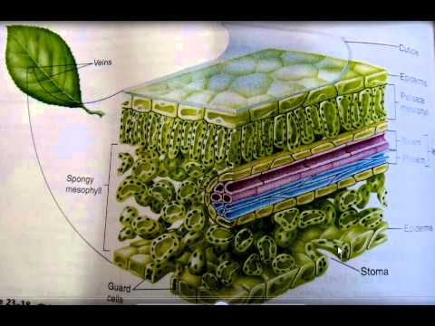 leaf anatomy botany 1 youtube leaf anatomy