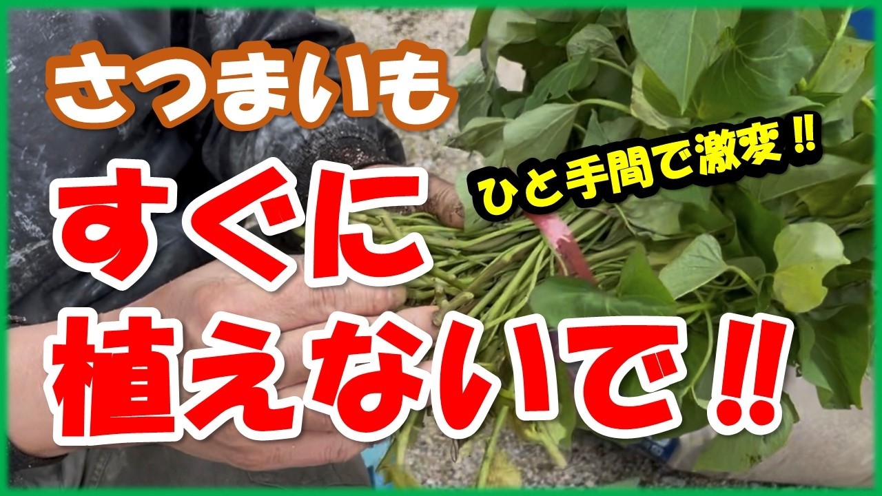 さつまいも苗 植え付け前に数日置くのが正解？失敗しない苗の扱い