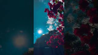 chale nahi udey 🔥❤️#shortsfeed #viralsong #viralvideos #shortvideos #aesthetic #bollywood #whatsapp