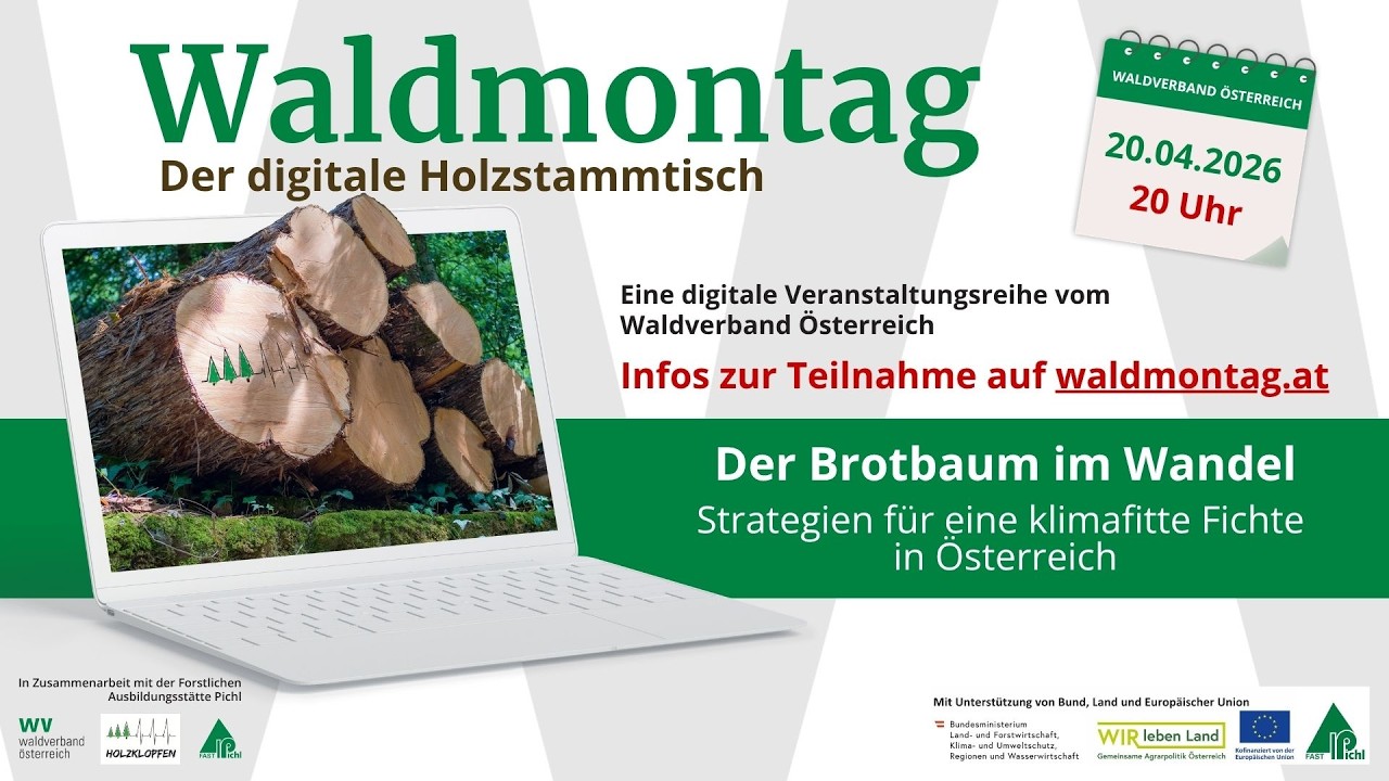 20260420 Unser Brotbaum Fichte