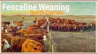 Fenceline Weaning Calves