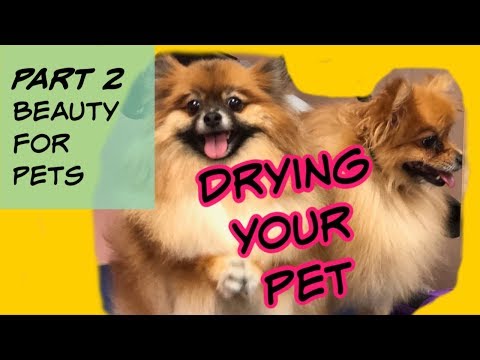 How to Blow Dry and De-Shed your dog. Part 2 in series