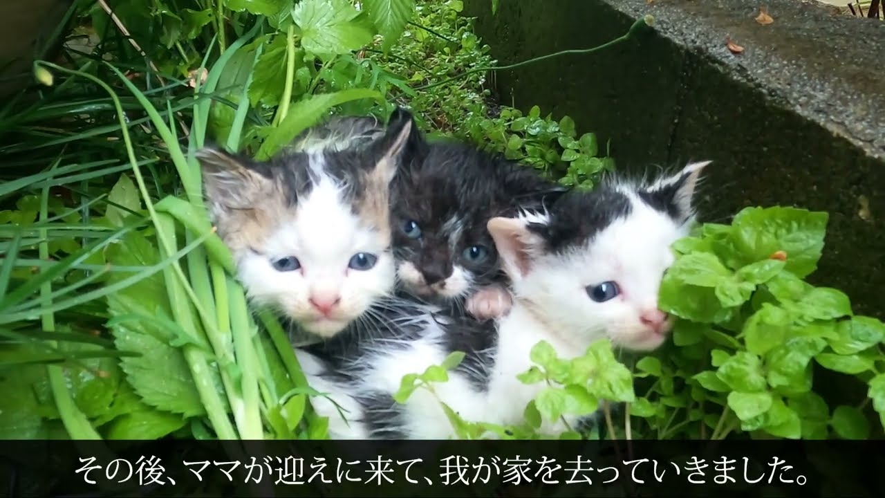 物置の下に住み着いた子猫の追い出し方【罠発動1:52秒】