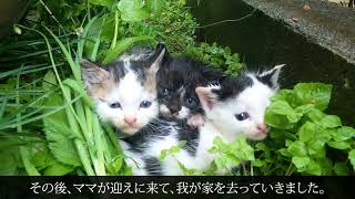 物置の下に住み着いた子猫の追い出し方【罠発動1:52秒】