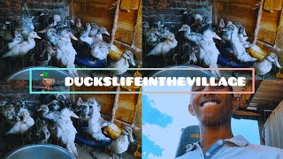 African Duck Squad!!