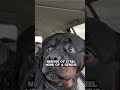 👑 The Last Chance Rottweiler: This Dog Was Scheduled for Euthanasia. Connecticut #dog #pet #puppy