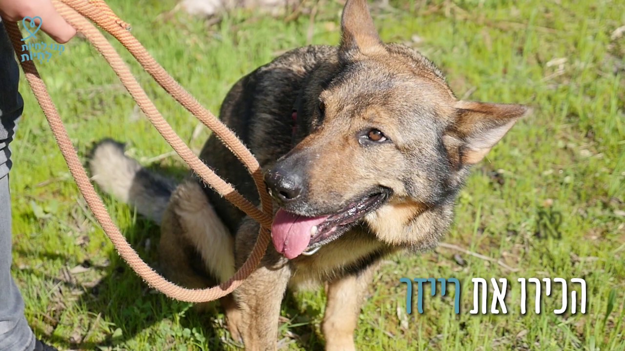 ‫מעלפת‬‎ - YouTube תנו לחיות