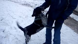 Blue on her walk.