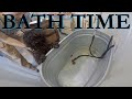 Hungarian Puli Dog Bath Time の動画、YouTube動画。