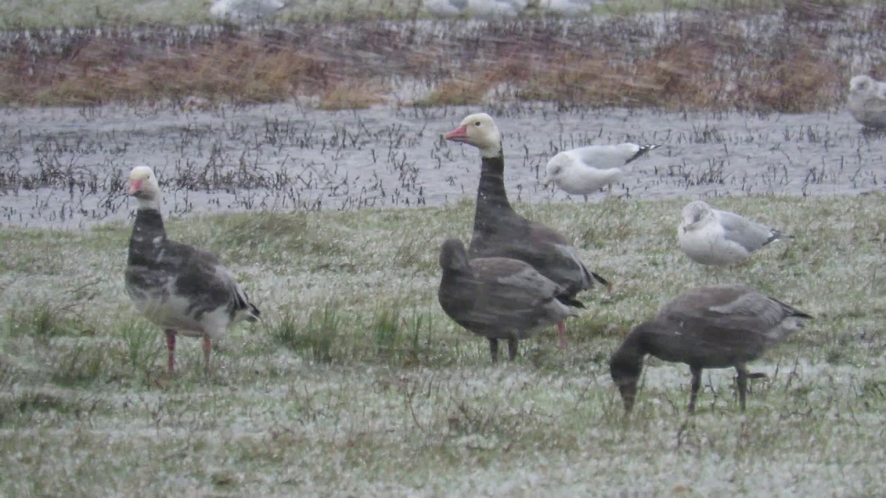 Snow Storm Blue Morph Snow Geese