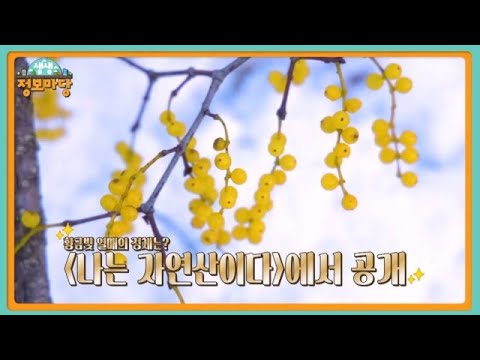 생생 <strong>정보마당</strong> [1692회] MBN 250108 방송