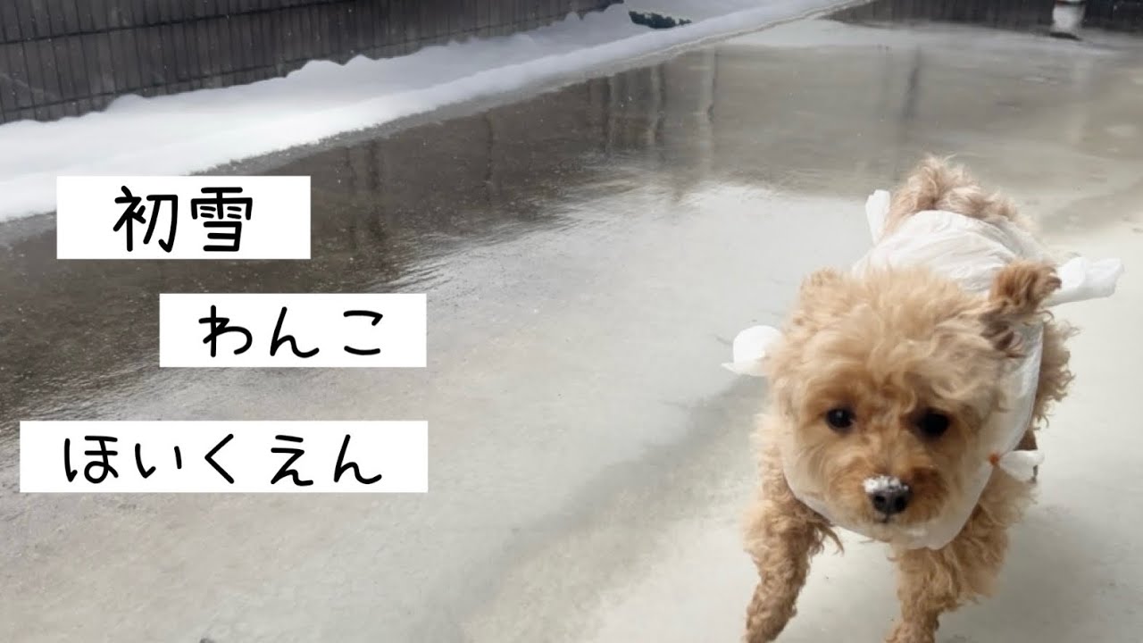 【 初雪ワンコ 】 犬 /猫 /雪