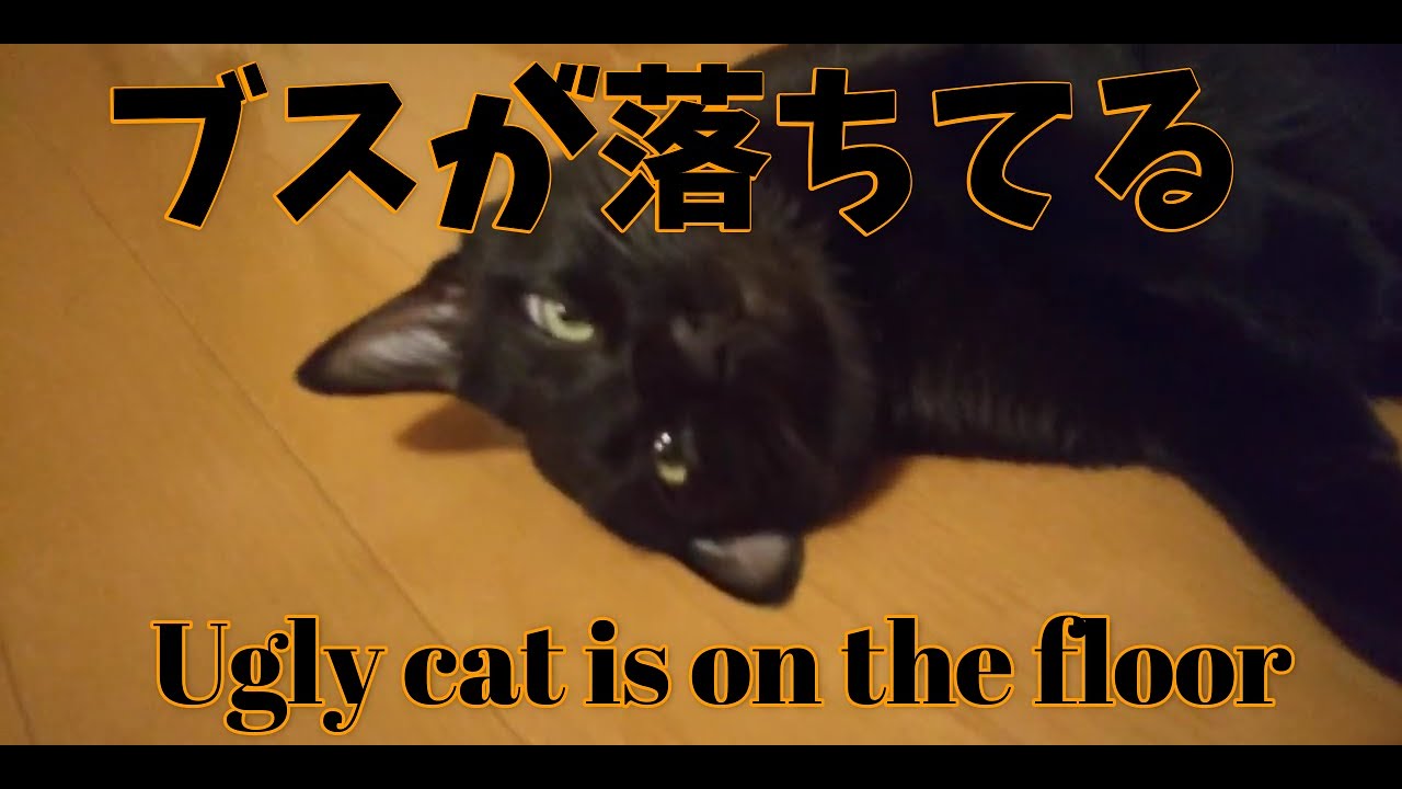 黒猫vlog79 ブスな猫が床に落ちていましたugly Looking Cat On The Floor Shorts 子猫 猫 黒猫 ボンベイ Blackcat Bombay Youtube
