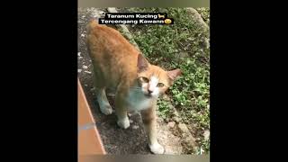 Story Cat Part 2 - Taranum Kucing🤣‼️