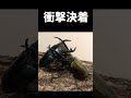 グランディスオオクワガタvsアトラスオオカブト