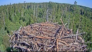 2019 09 02 110555 Osprey