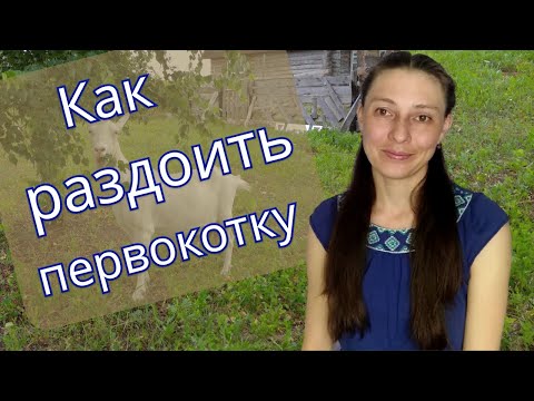 Раздой первокотки. От чего зависит удой?