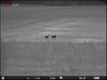 Ref:Ns_CiVSfla0 Cervid�s en plaine....07 biches,04 faons et un cerf. jumelles thermique.