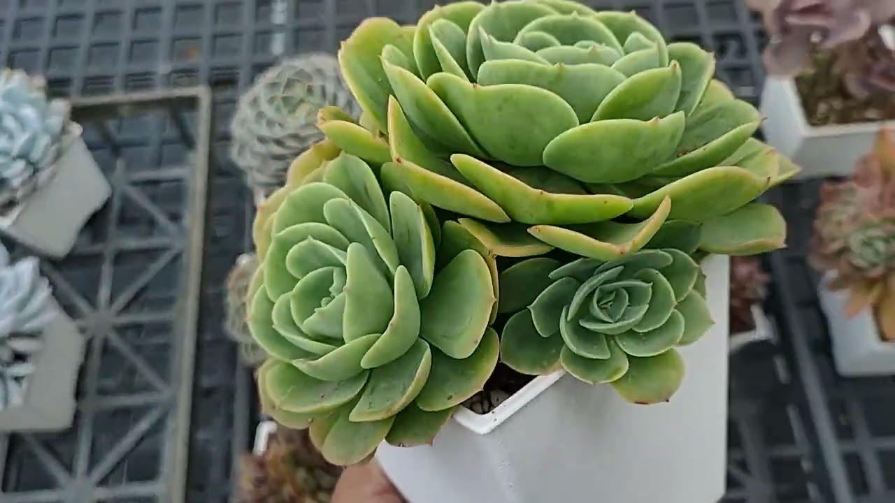 陶器園 20260224 多肉植物一物一拍