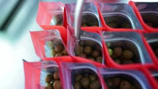 Brining our Olives at Telegraph Hill