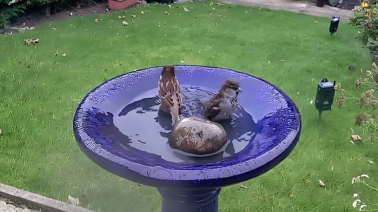 Sparrows Autumn 2025 Bathtime part 2