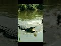 Crocodile and Ducks in the River