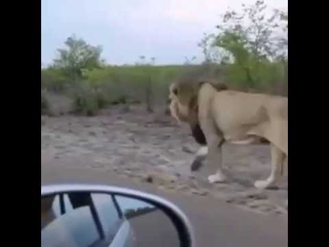 كويتي يلعب مع اسد واخرها طلع منه