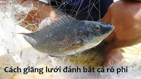 Cách giăng lưới đánh bắt cá rô phi trên đồng